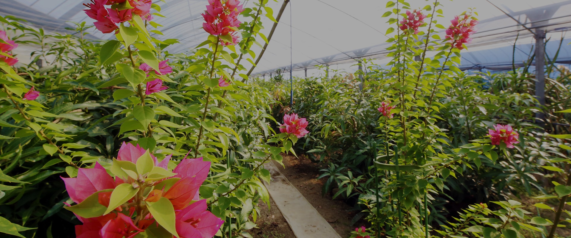 有限会社中村植物園