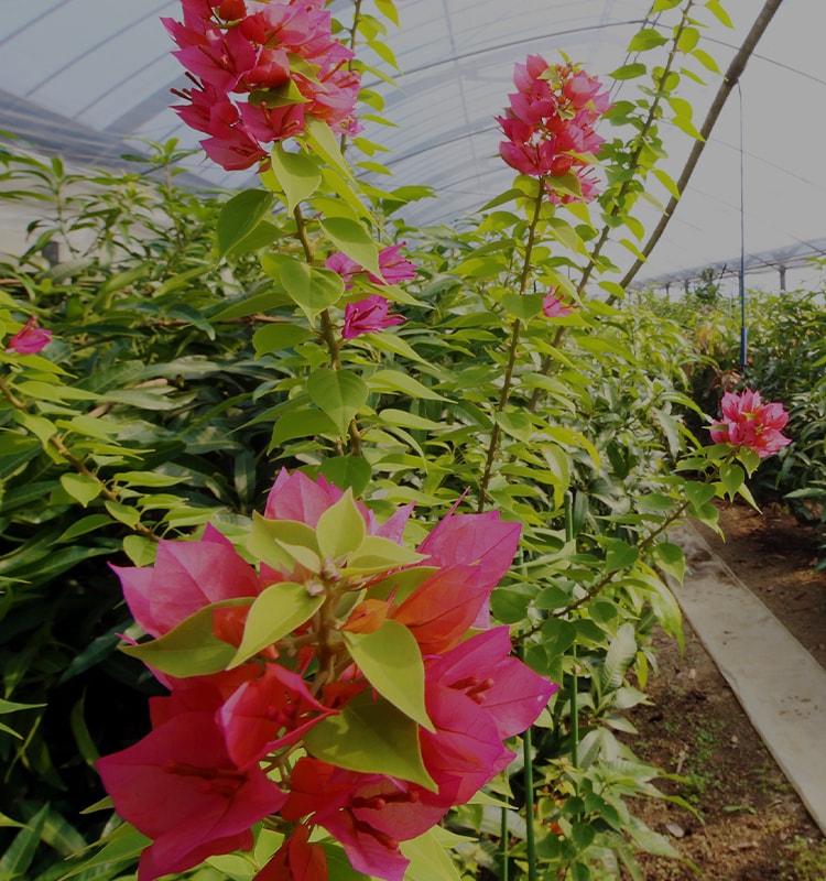 有限会社中村植物園